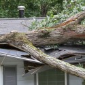 Dallas Emergency Tree Service