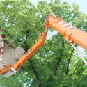 Dallas Tree Trimming