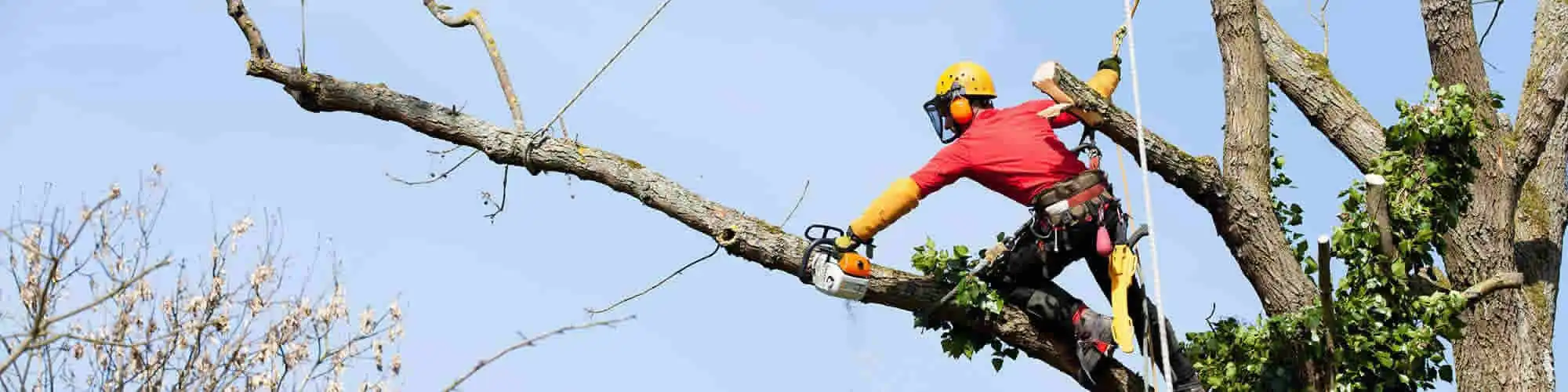 Tree Removal Dallas