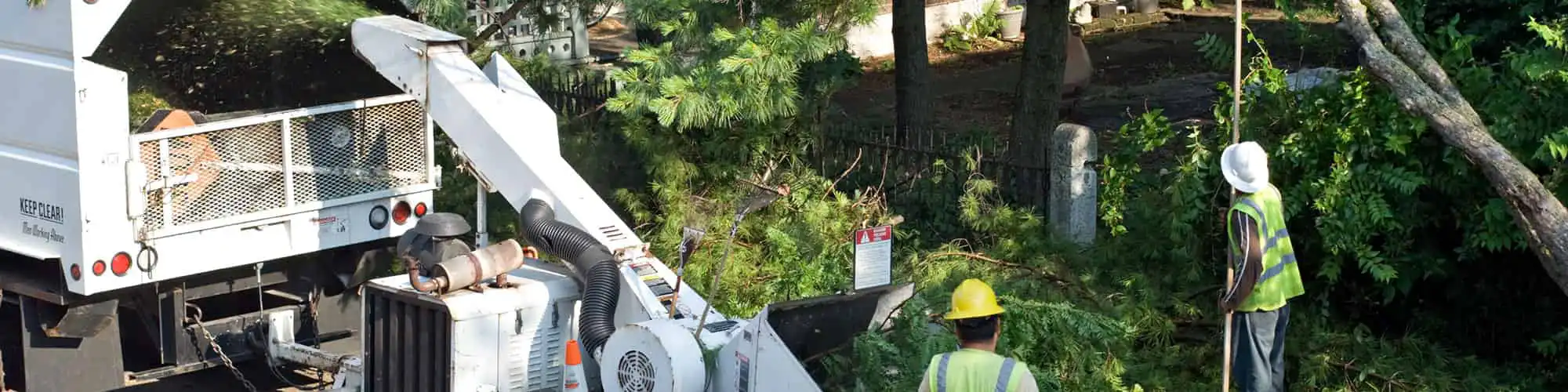 Tree Trimming Dallas