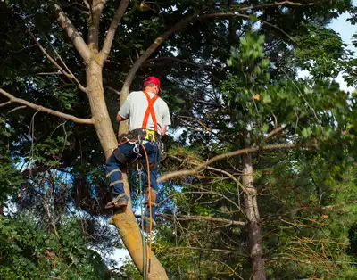 Tree Trimming Dallas, Texas